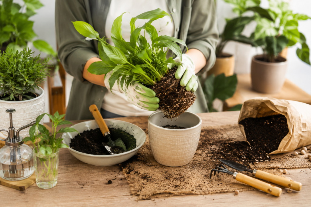 How to Safely Move Your Garden and House Plants How to Safely Move Your Garden and House Plants
