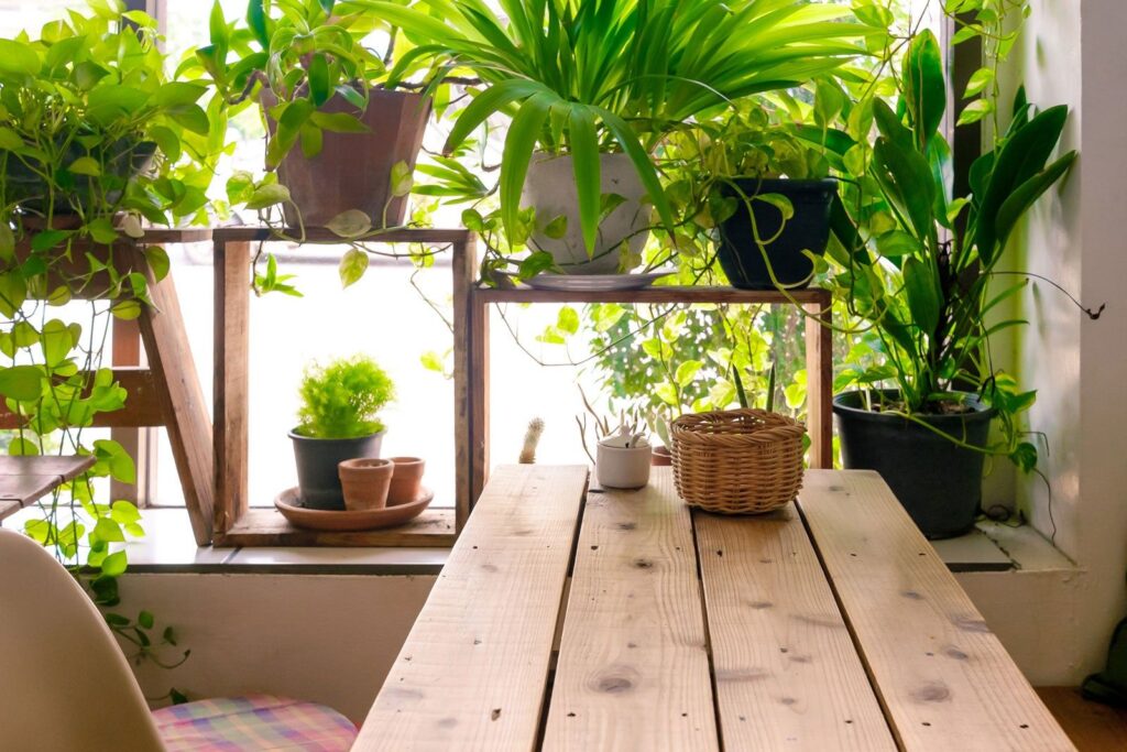 Indoor Gardening for Beginners: A Room-by-Room Guide to Getting Started Indoor Gardening for Beginners: A Room-by-Room Guide to Getting Started