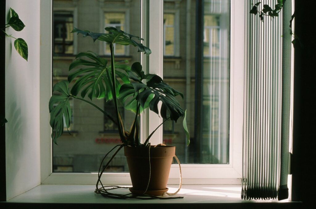 Potted plant in a terracotta pot by a bright window, one of the best indoor plants for air quality